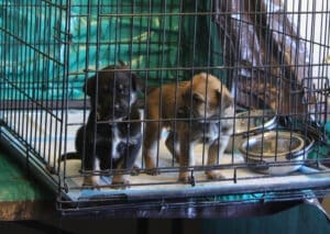 Parvo Puppies, Puppies in Green Room