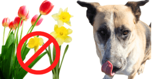 Prevent Accidental poisoning, tulips, daffodils, bulb flowers