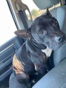 Amazing dog, Benny pic in Cass' truck the day she found him