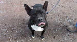 Amazing dog , Benney posing for the camera and licking his lips after treat