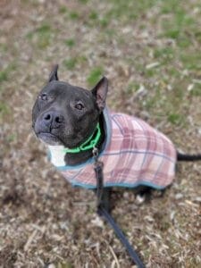 Amazing dog, Benny when he first arrived at Rescue Ranch