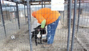 Steven leashing Benny in Kennel to bring him out