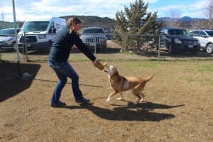 Senior dog Annie and Courtney Casson play tug-o-war with stuffy