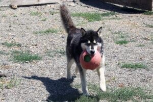Bobby returning with his big red ball 2