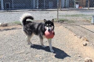 Bobby the husky carries large sift red ball