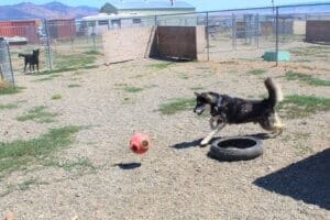 Bobby the husky chases large sift red ball