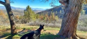 Chula overlooking trees on hike Greenhorn trails 2022