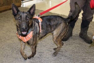 Flores now grown Lava Fire survivor puppy brindle shepherd mix