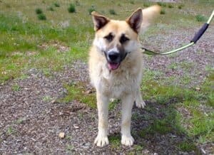 Heartworm treatment, Robbie full shot facing camera, fully recovered