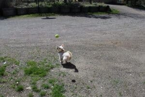 Winter blues, Steve bichon mix chasing tennis ball still in the air