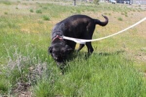 Penguin on loose leash sniffing the grass