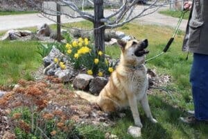 Robbie sitting for Rick in front of daffodils