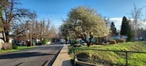 Winter blues, blossoming tree, spring in Yreka park 2022