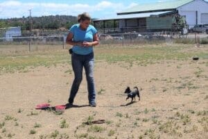 Teresa_doing search_and find tricks with chihuahua