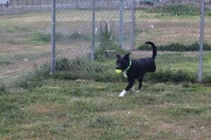 Tripod ball-driven dog Lizzy carrying tennis ball