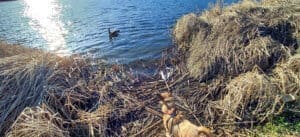 Winter blues, Herbie watching goose on lake Greenhorn park spring walk 2022