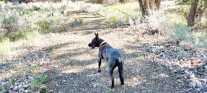 Winter blues, Lucy on spring walk Greenhorn trail spring 2022