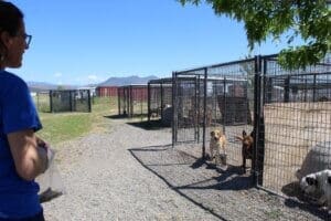 Adoption Center_ freestanding Kennels, Ali Left