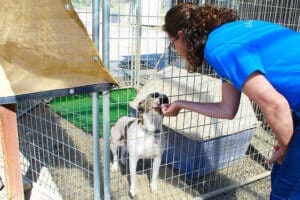 Happy dogs, Andie taking meds through fencing