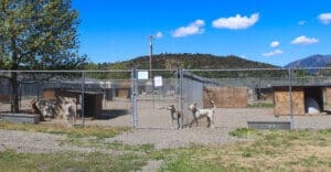 Rescue Ranch Adoption Center_outdoor dog yards