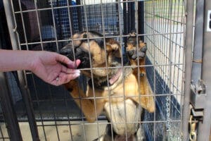 Happy dogs, Clover taking meds from hand through fencing