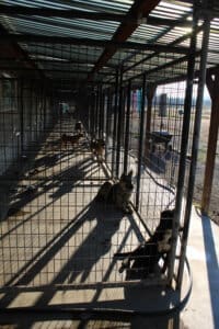 Dog accommodations_Long shot through in south side outdoor enclosures with dog silhouettes