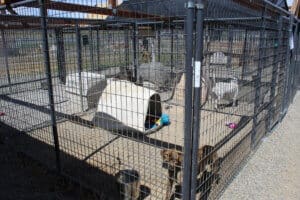 Dog accommodations, shot through free-standing enclosures that need the 8 panels