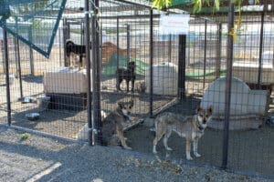 Dog accommodations, shot of fire evacuees in free-standing enclosures that need the 8 panels