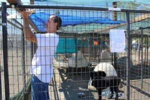 Dog accommodations, shot of Rick attaching shade cloth and evacuees in free-standing enclosures that need the 8 panels