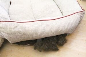 Linear foreign objects, Dog Bed filling 2