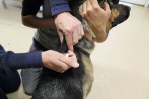 Dog microchips, GSD being microchipped by RR staff CU