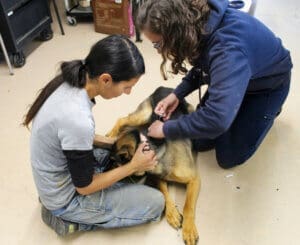 Dog microchips, GSD being microchipped by RR staff WS