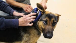 Dog microchips, Scanning GSD for microchip