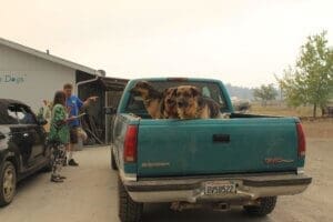 McKinney fire evacuees arrive at Rescue Ranch