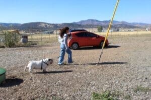 Mill fire evacuee intake at Rescue Ranch