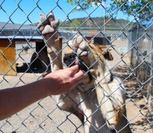 Happy dogs,m Romeo taking treat through fence