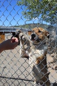 Happy dogs, Romeo hamming it up at the fence