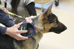 Emergency preparedness, Scanning dog for microchip