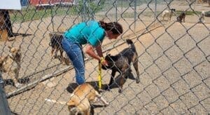 Ali leashing Mack in his yard