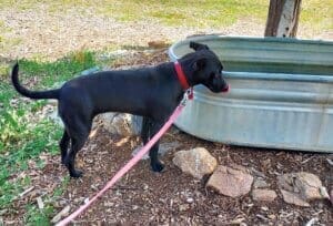 Bugsy licking lips by water basin