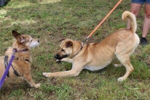 Dog adoptions, Chappie doing puppy bow for Herbie