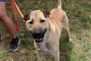 Dog adoptions, Chappie portrait