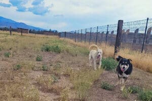 Gina following behind Hanna out in Sanctuary yard