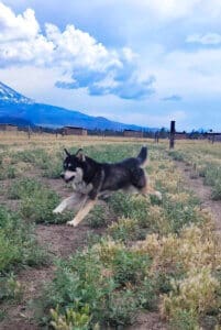 Hanna running in Sanctuary yard