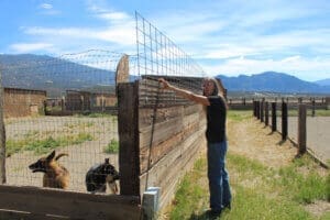 Dogs dogs dogs: Laura talking about adding height to more fences