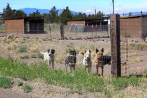 Dogs dogs dogs: Lee, Gina and Hana