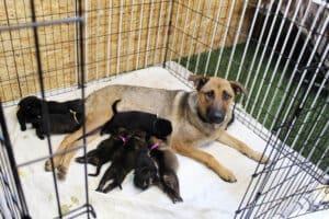 Mack's nursing litter reunited with momma