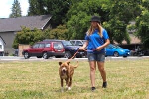 Dog adoptions, Monty walking on leash