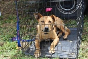 Dog adoptions, Red Foreman in crate