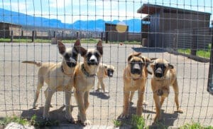 Dogs dogs dogs: Sanctpuppies in play yard